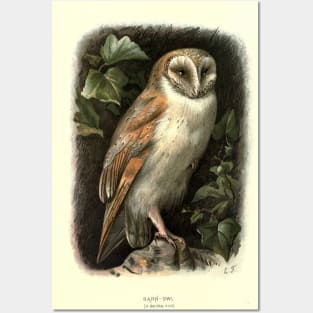 Barn Owl Posters and Art